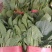 精品大叶菠菜大量上市产地直发一手货源量大价优对接市场商超
