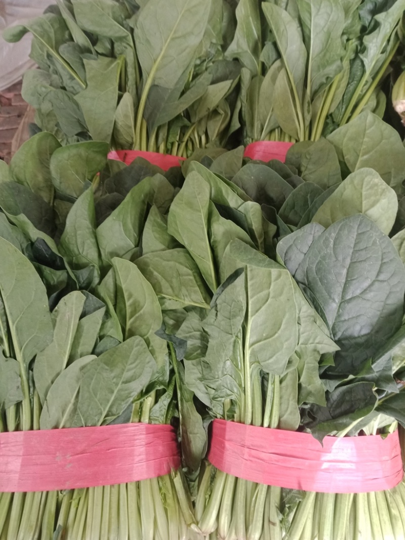 精品大叶菠菜大量上市产地直发一手货源量大价优对接市场商超