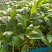 彩椒苗泡椒苗订单种植回收提供种植技术越夏秋延耐热品质高