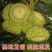 嫁接风流果树苗文玩双贤子树苗阴阳果树苗强贤宝树苗