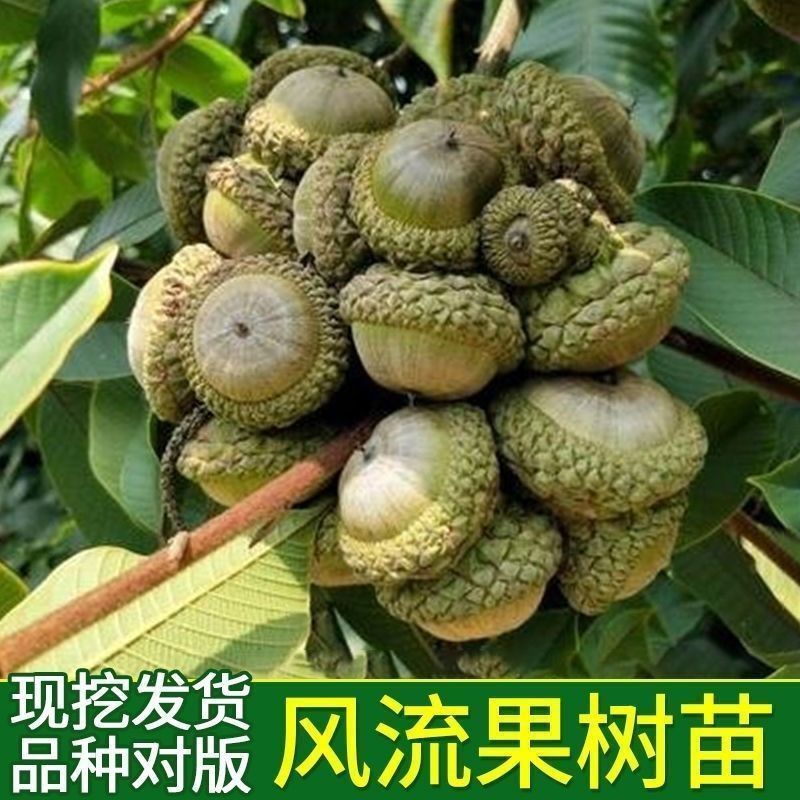 嫁接风流果树苗文玩双贤子树苗阴阳果树苗强贤宝树苗