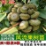 嫁接风流果树苗文玩双贤子树苗阴阳果树苗强贤宝树苗