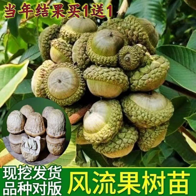 嫁接风流果树苗文玩双贤子树苗阴阳果树苗强贤宝树苗