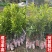 嫁接风流果树苗文玩双贤子树苗阴阳果树苗强贤宝树苗