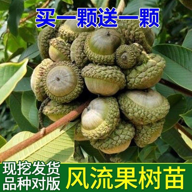 嫁接风流果树苗文玩双贤子树苗阴阳果树苗强贤宝树苗