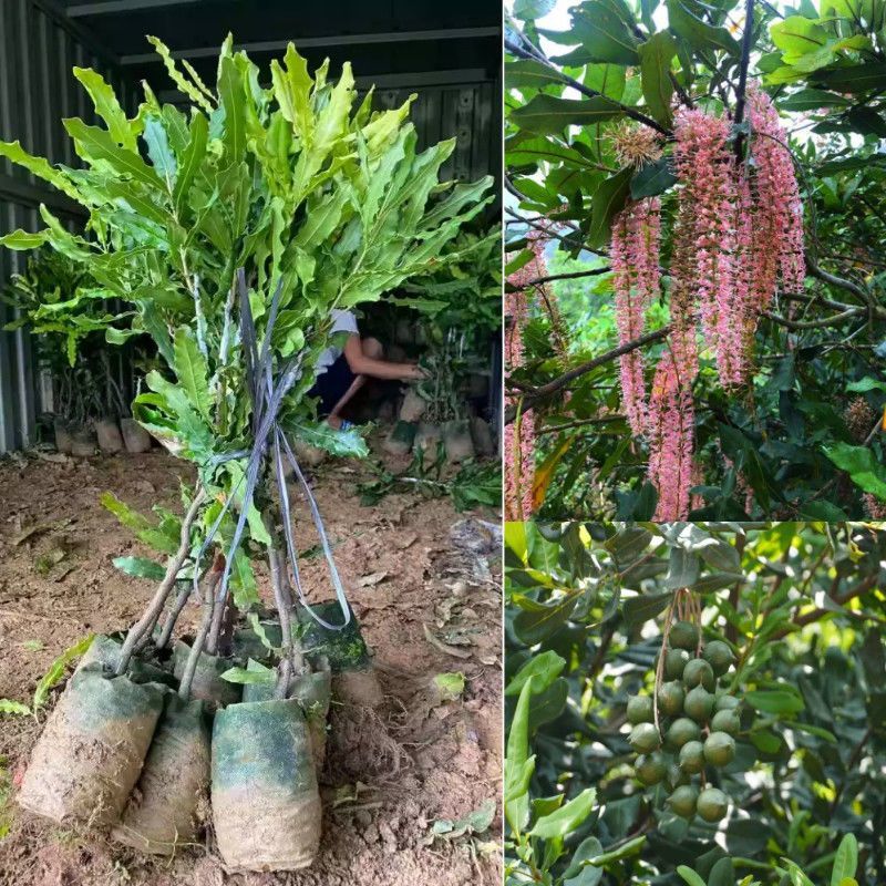 嫁接风流果树苗文玩双贤子树苗阴阳果树苗强贤宝树苗