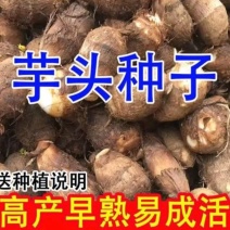 8520毛芋头种/高产包回收/产地直发全国发货坏烂包赔