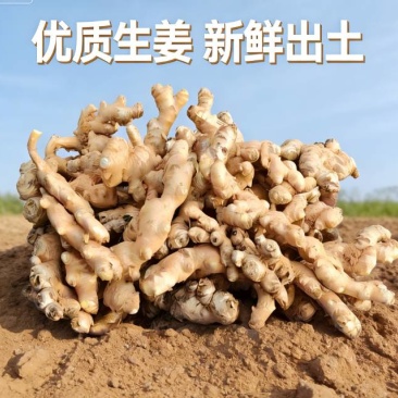 【品质】云南小黄姜辣味浓厚，现挖现发大量供应精品出售