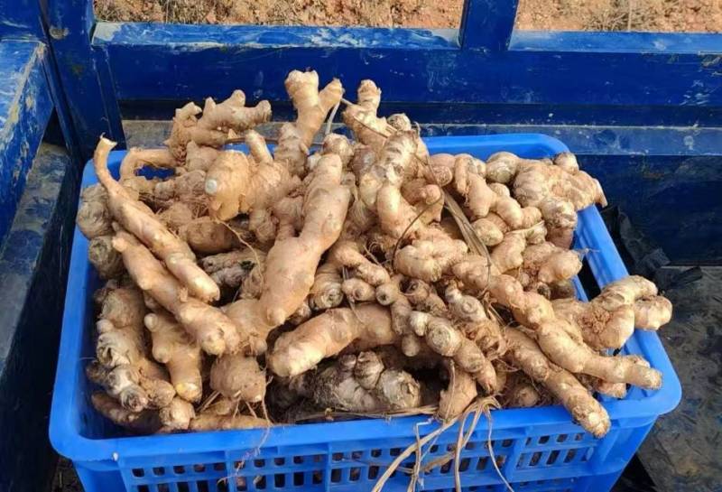 【品质】云南小黄姜辣味浓厚，现挖现发大量供应精品出售