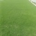 惠州湖镇草皮直销基地品质保证价格合理供应全国