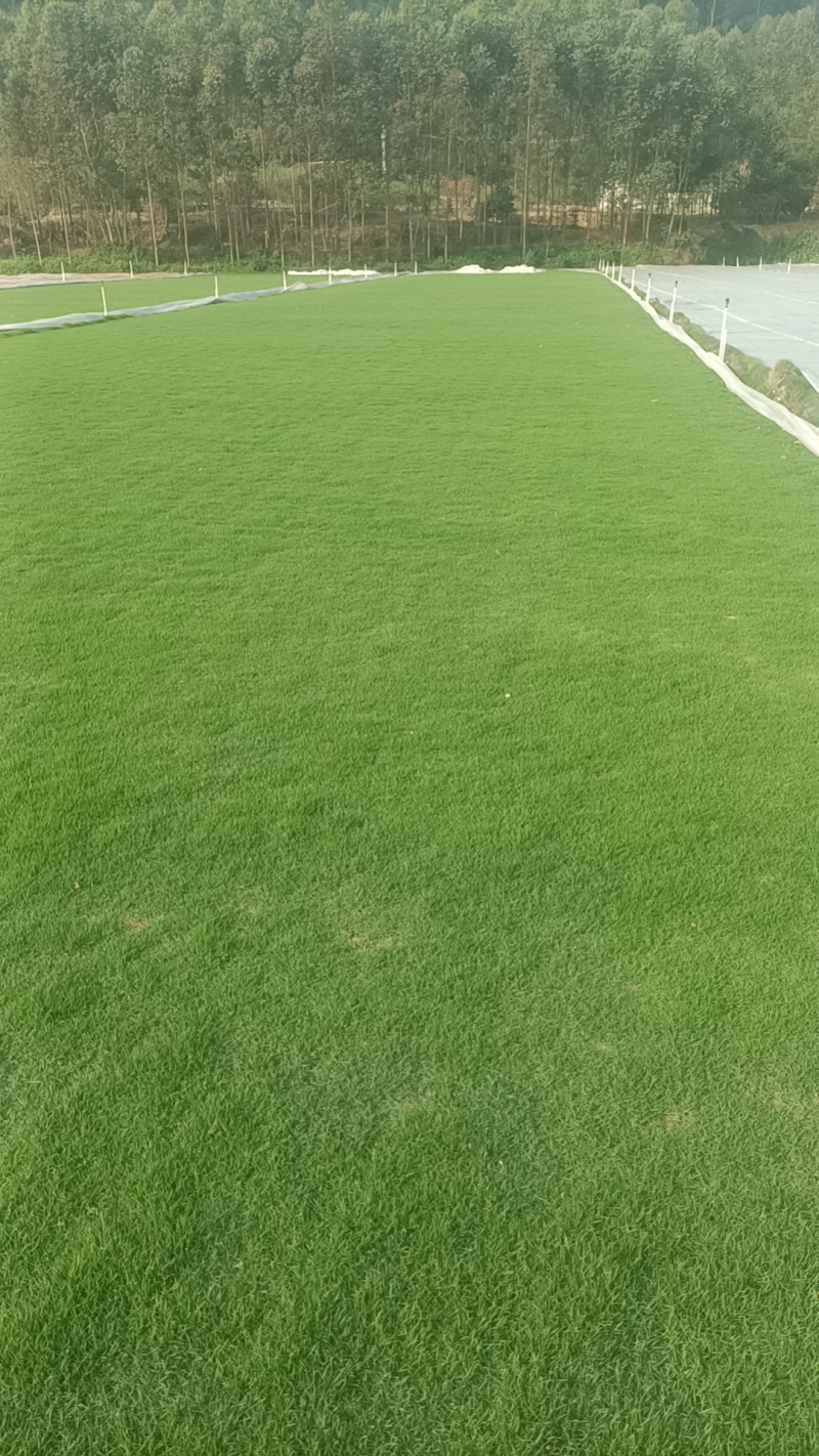 惠州湖镇草皮直销基地品质保证价格合理供应全国