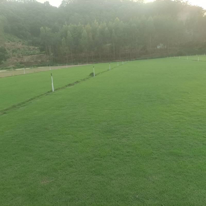 惠州湖镇草皮直销基地品质保证价格合理供应全国