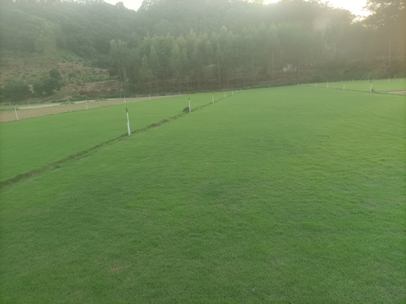惠州湖镇草皮直销基地品质保证价格合理供应全国