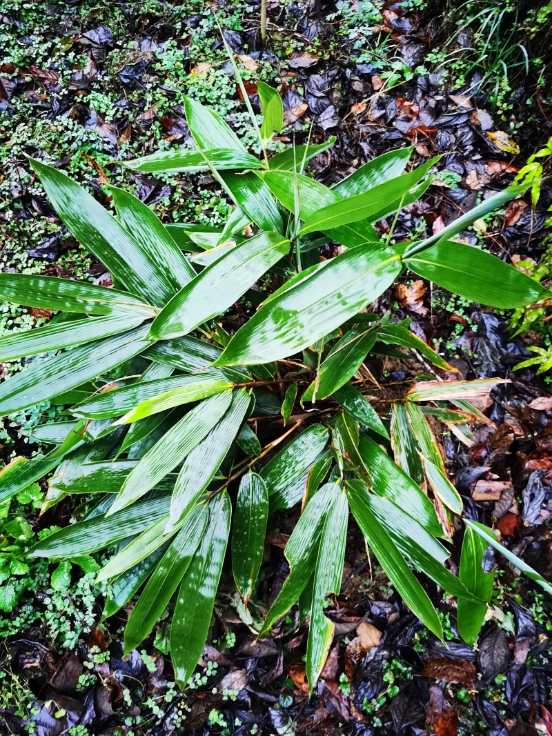 恩施香粽叶苗