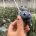 云南花香蓝莓L25山东L11F6蓝莓口感脆甜多汁