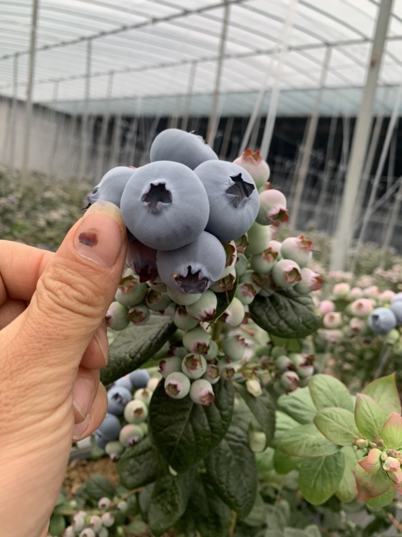 云南花香蓝莓L25山东L11F6蓝莓口感脆甜多汁