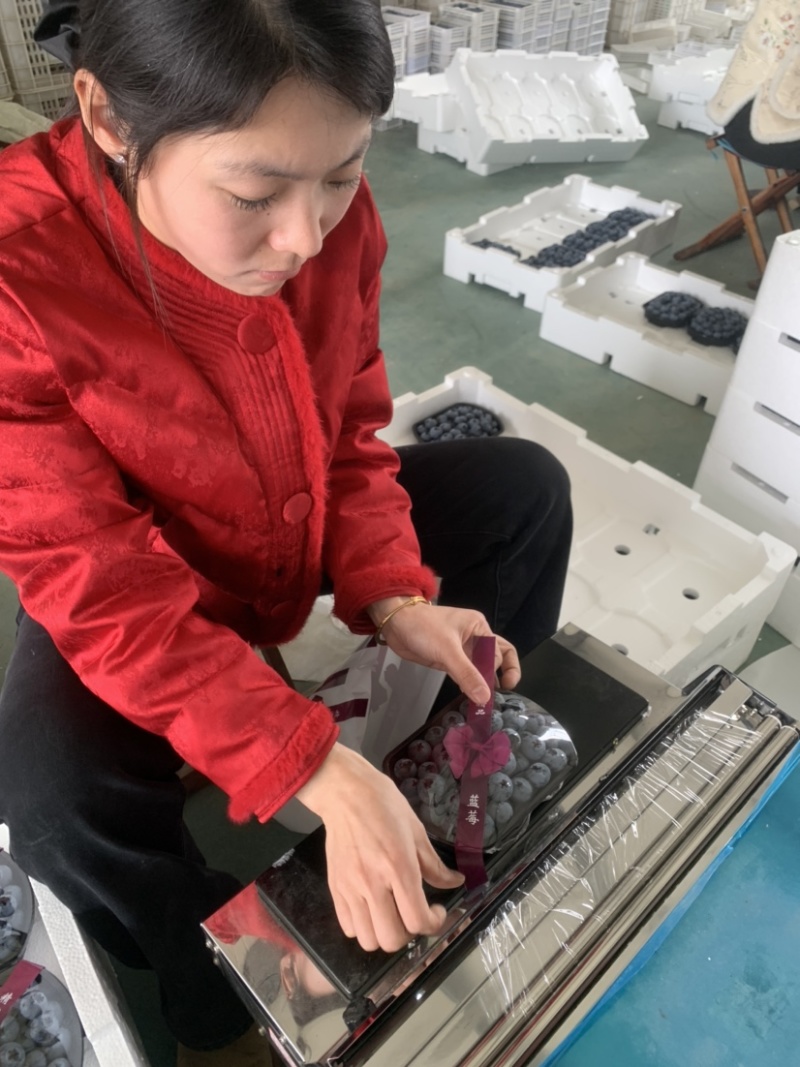 云南花香蓝莓L25山东L11F6蓝莓口感脆甜多汁