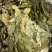 香叶大优惠进口好香叶嘎嘎干