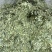 香叶大优惠进口好香叶嘎嘎干