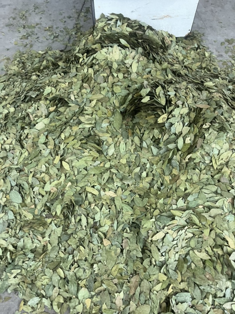 香叶大优惠进口好香叶嘎嘎干