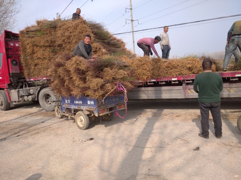 毛桃苗，实生桃苗，山桃苗，桃树苗**育苗基地，根系发达