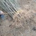 毛桃苗，实生桃苗，山桃苗，桃树苗**育苗基地，根系发达