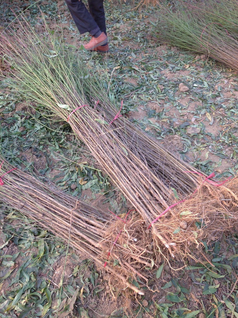毛桃苗，实生桃苗，山桃苗，桃树苗**育苗基地，根系发达