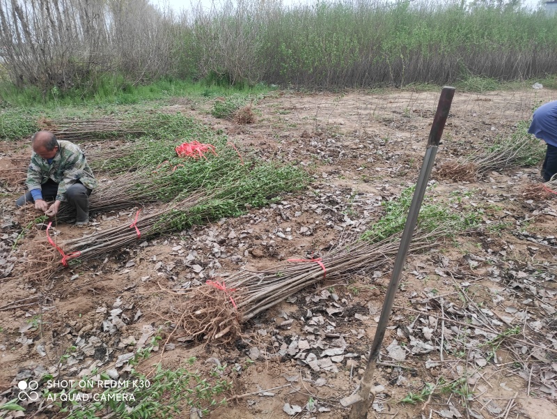毛桃苗，实生桃苗，山桃苗，桃树苗**育苗基地，根系发达
