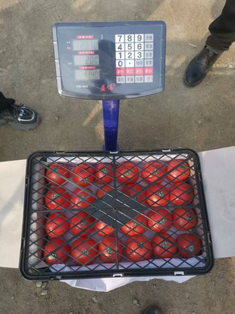 饶阳精品西红柿