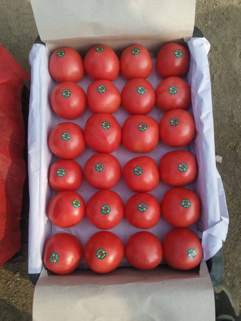 饶阳精品西红柿