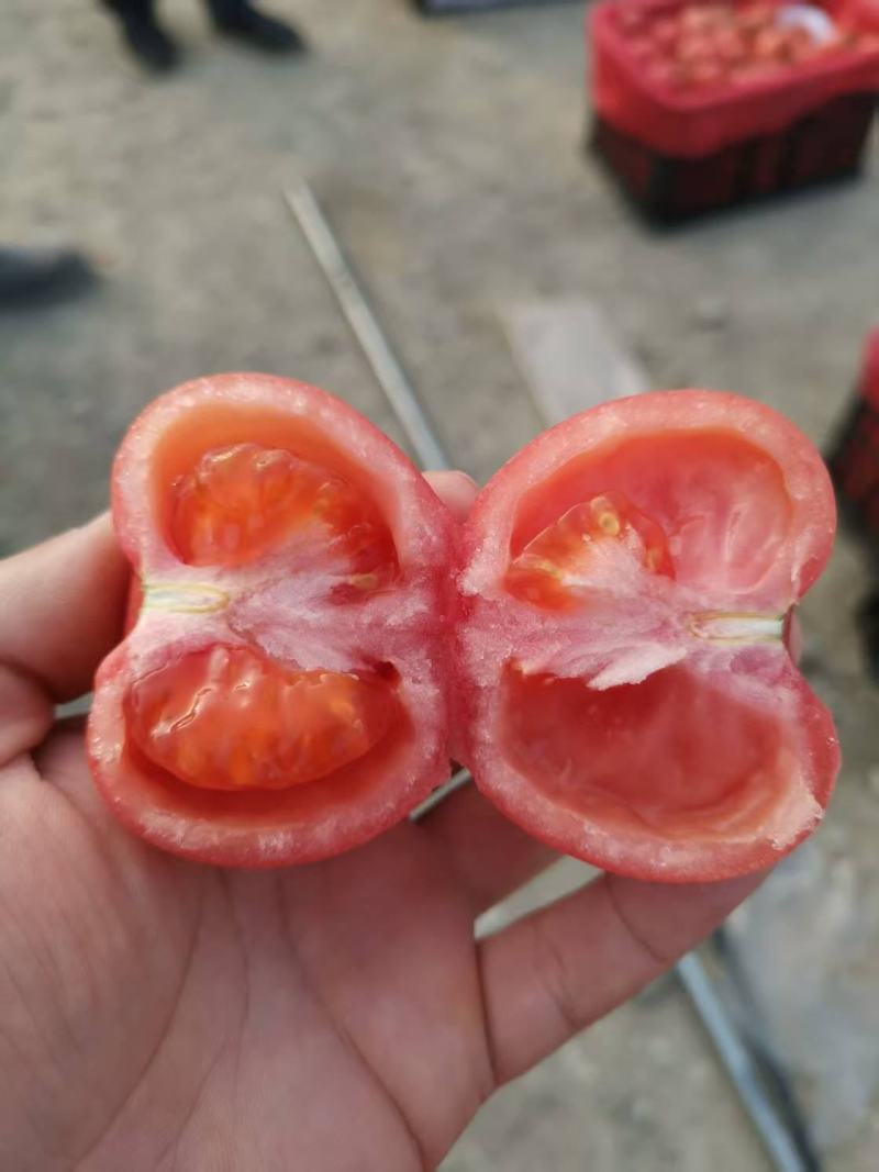 饶阳精品西红柿