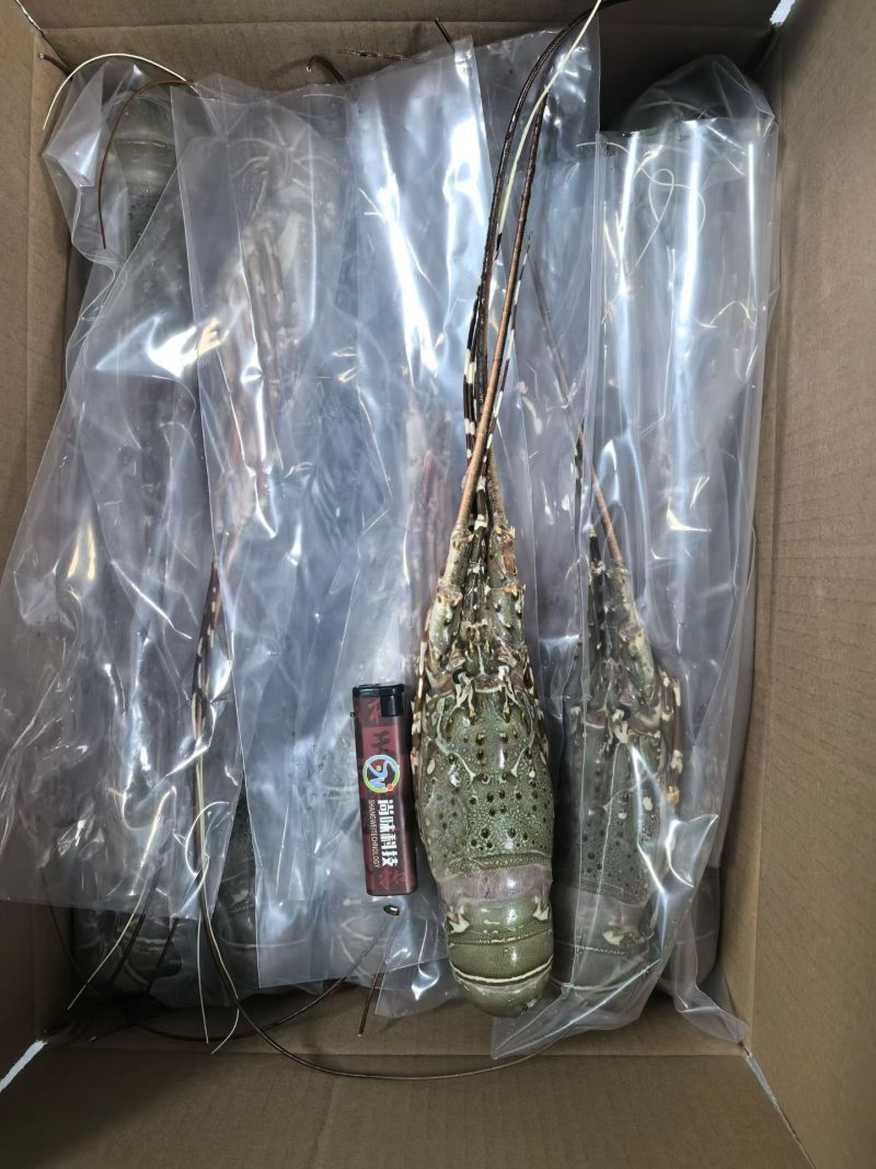 活冻小青龙（可刺身）品质保证，质量保证