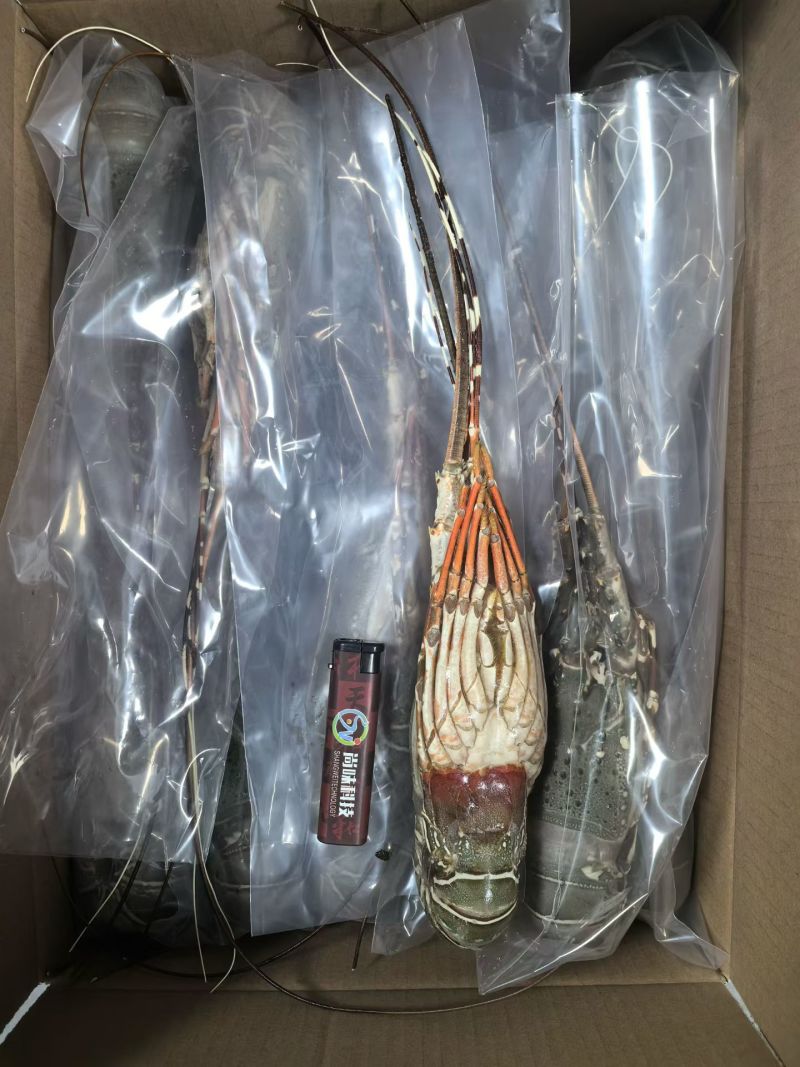 活冻小青龙（可刺身）品质保证，质量保证