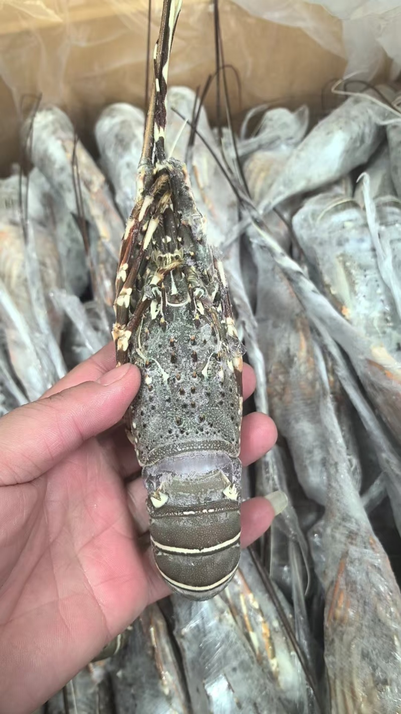 活冻小青龙（可刺身）品质保证，质量保证
