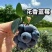 西昌花香蓝莓