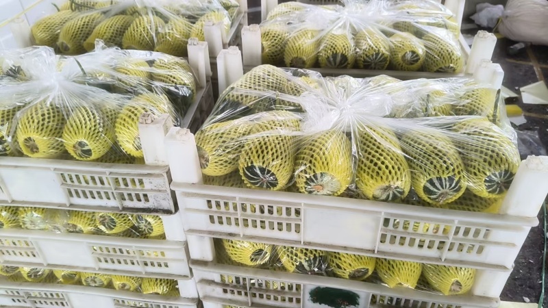 花美人甜瓜，诚招全国市场客商，电商平台对接