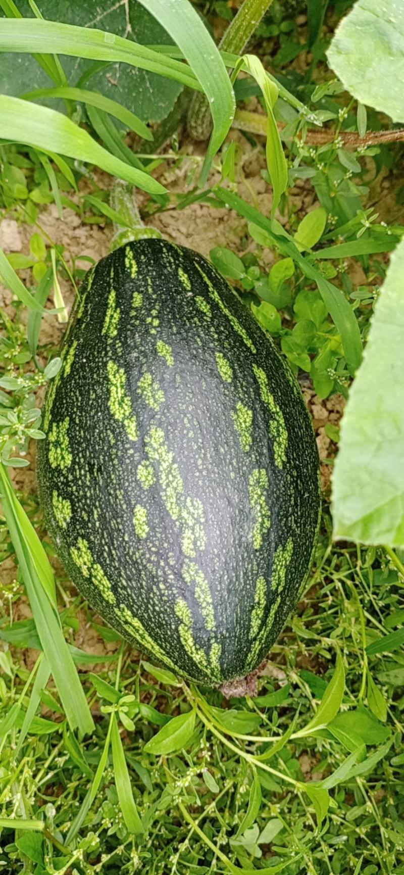 青色香芋南瓜