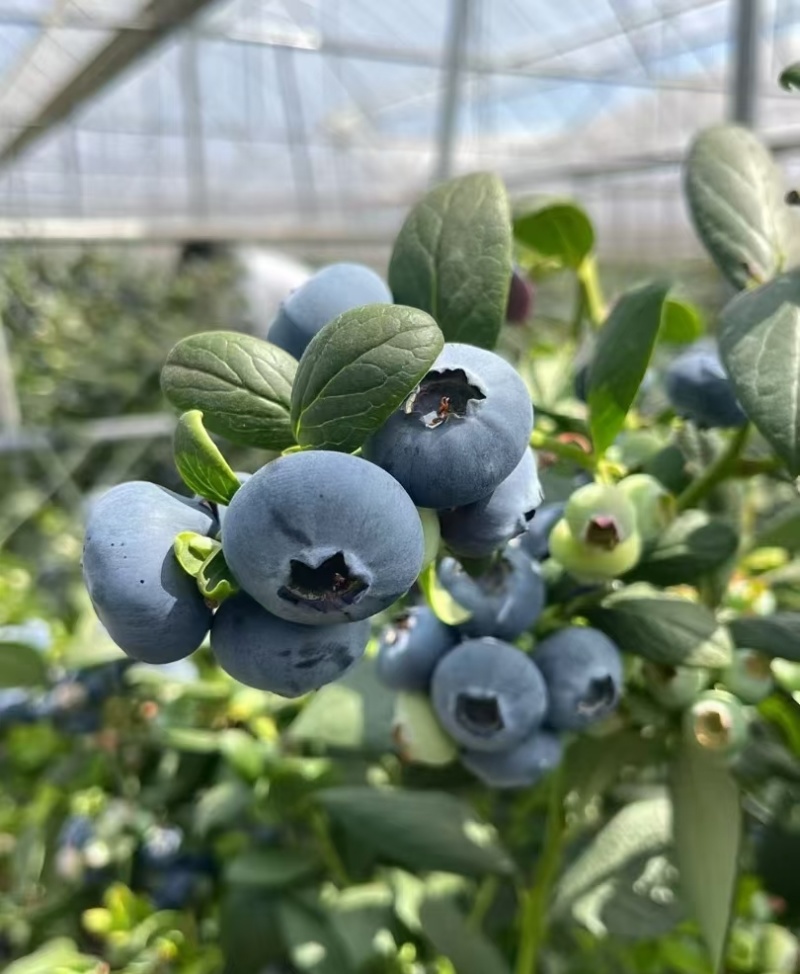 西昌花香蓝莓