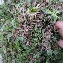 纯野生精品荠菜，中颗小花叶，大量供用市场电商