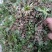 纯野生精品荠菜，中颗小花叶，大量供用市场电商