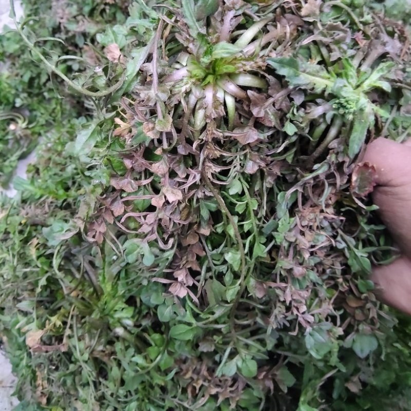 纯野生精品荠菜，中颗小花叶，大量供用市场电商