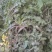 纯野生精品荠菜，中颗小花叶，大量供用市场电商