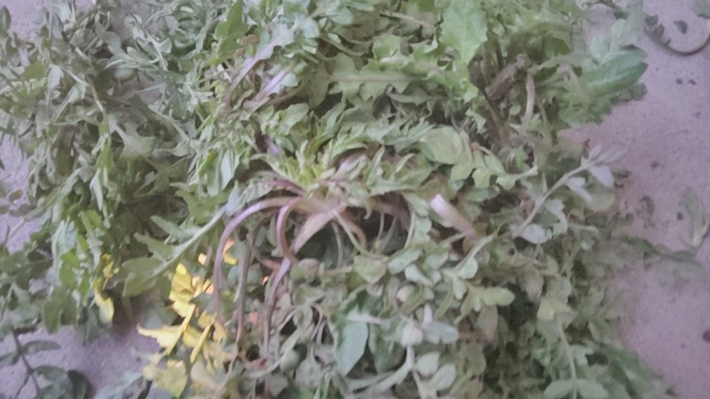 纯野生精品荠菜，中颗小花叶，大量供用市场电商