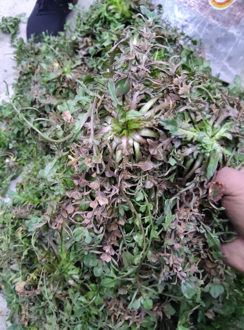 纯野生精品荠菜，中颗小花叶，大量供用市场电商