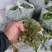 纯野生精品荠菜，中颗小花叶，大量供用市场电商