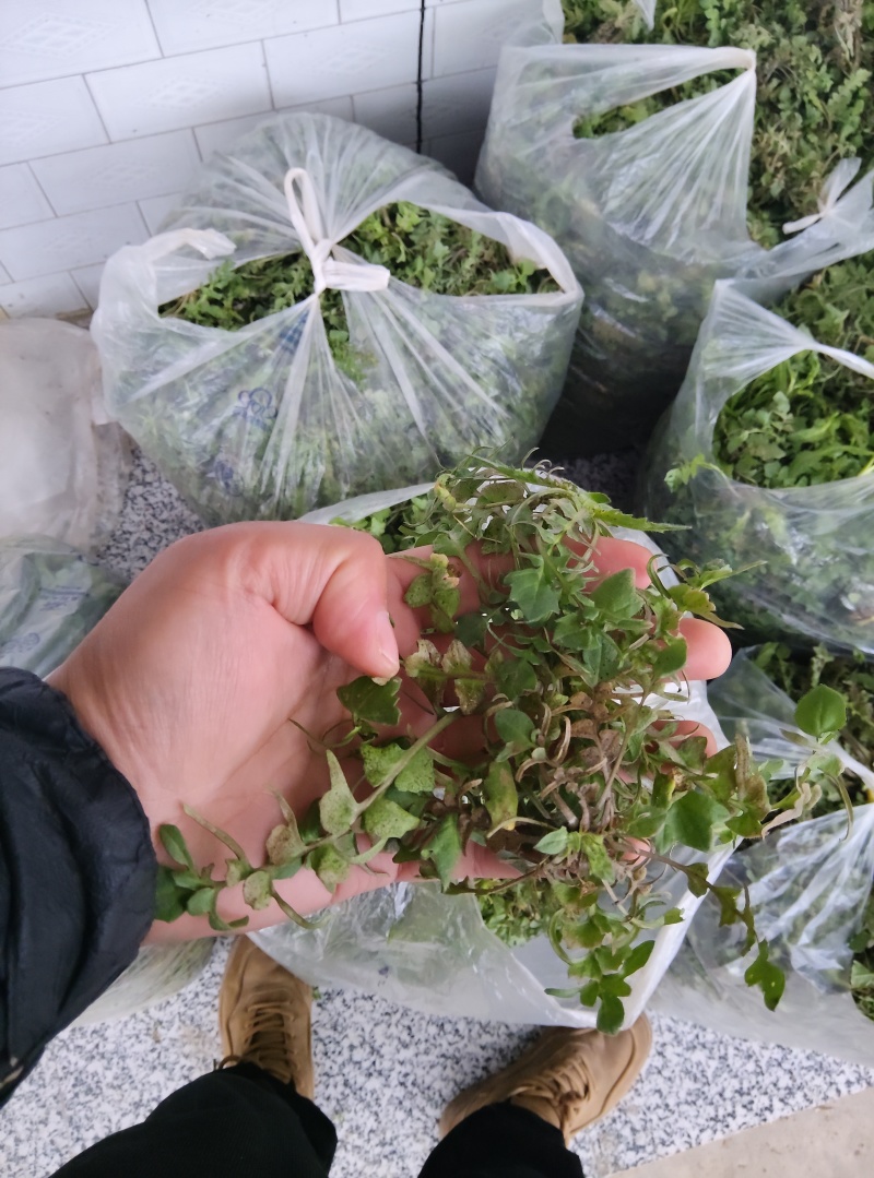 纯野生精品荠菜，中颗小花叶，大量供用市场电商