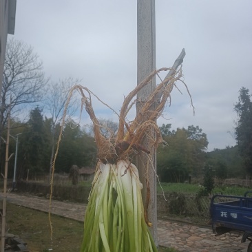 野生土大黄