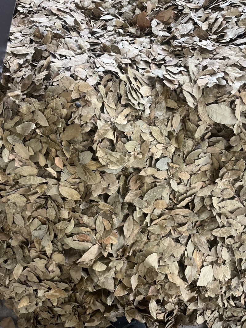 香叶大优惠进口好香叶嘎嘎干