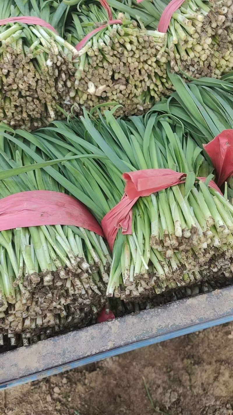 精品二刀，大量有货，各种规格，适合市场电商，加工厂，