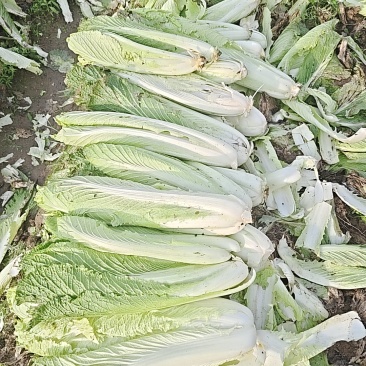 自家农家火筒菜